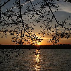 photo "Branches and The Sun"