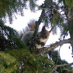 photo "Squirrel on spruce."