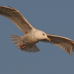 photo "Flight of the seagull"