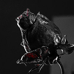 photo "Iron Rose"