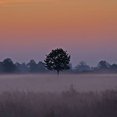 photo "Loneliness"