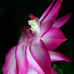 фото "Cactus Flower"