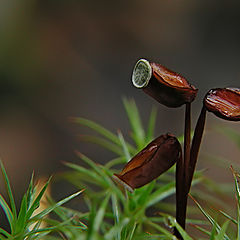 photo "Moss"