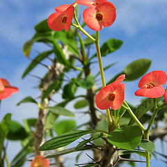 photo "Euphorbia milii"