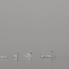 photo "The swans"