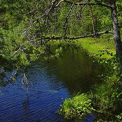 фото "Лесное озеро  (2)"