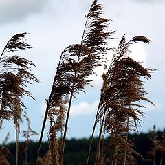 photo "Herbs"