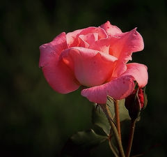 photo "Flamenco"