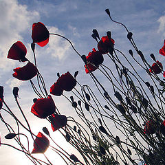 photo "Poppies"