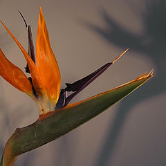 photo "Flower and its shadow"