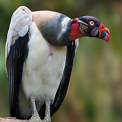 photo "King Vulture"
