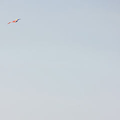 photo "Launch a kite"