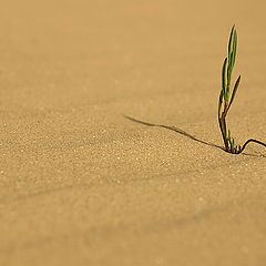 фото "Desert grasssss"