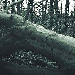 photo "Death of a Tree No2."