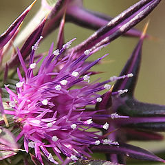 photo "Smells of color (Gentle death)"