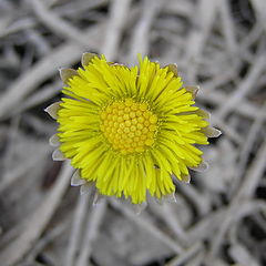 photo "The beginning of a life..."