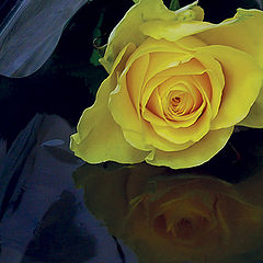 photo "Rose"