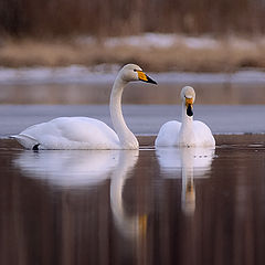 photo "Couple"