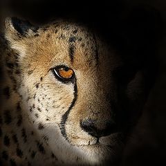 photo "Gepard"