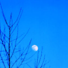 photo "moon"