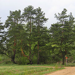 photo "Pines"