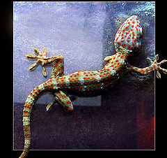 photo "Slowly, but it is confident... (the Gecko Currents"