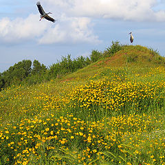 photo "Storks"