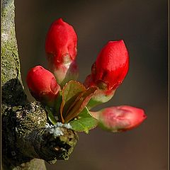 photo "springtime"