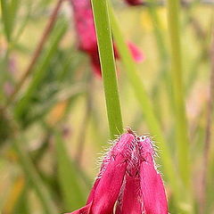 photo "flowers meeting"