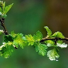 photo "Green branch..."