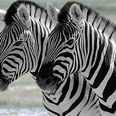 фото "Zebras"