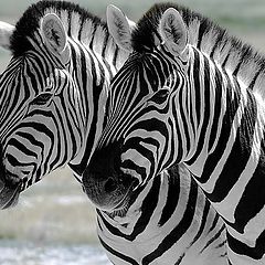 photo "Zebras"