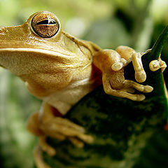 photo "Hyla raniceps"