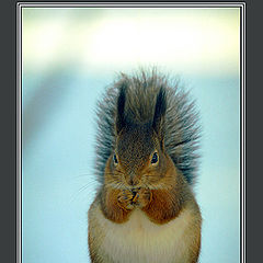 photo "squirrel and cedar nut..."