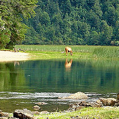 photo "peace in green..."