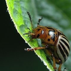 фото "beetle"