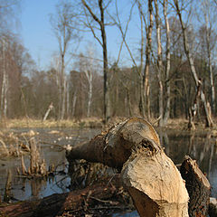 photo "Kampinoski Park Narodowy"
