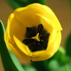 фото "heart of tulip"