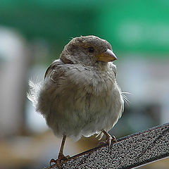 photo "Sparrow"