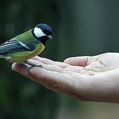 photo "To feed a titmouse"