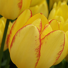 фото "Желтый цвет весны"