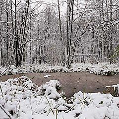 photo "the bog"