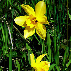 photo "Yellow stars in the green sky."