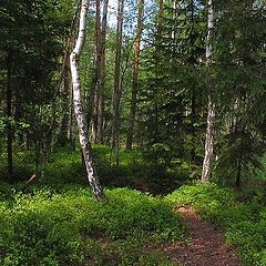 photo "In a wood"