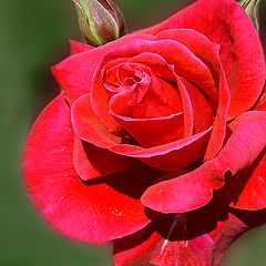 фото "Rose.."