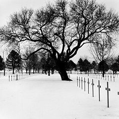 photo "under the snow"