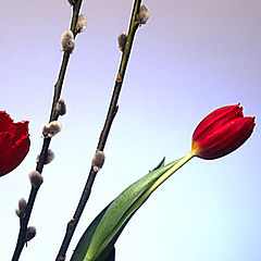 фото "Tulip"
