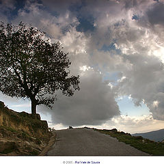 photo "tree at the top"