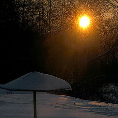 photo "Winter mushroom"