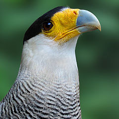 photo "Crested Caracara"